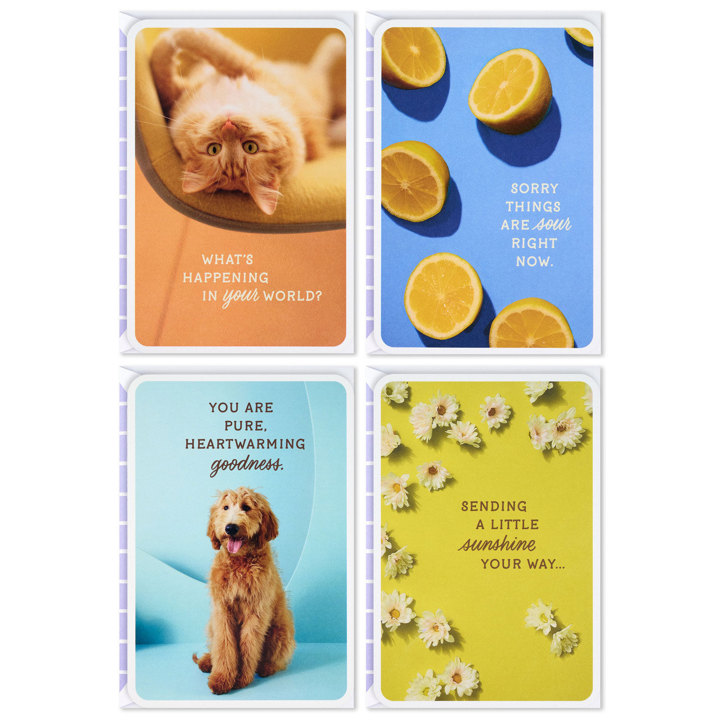 Sunny and Sweet Assorted Multi-Occasion Cards, Pack of 4