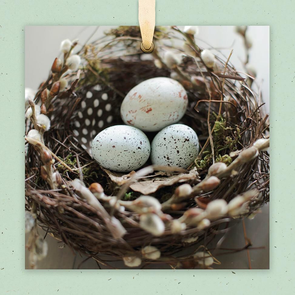 Speckled Eggs in Nest Blank Card