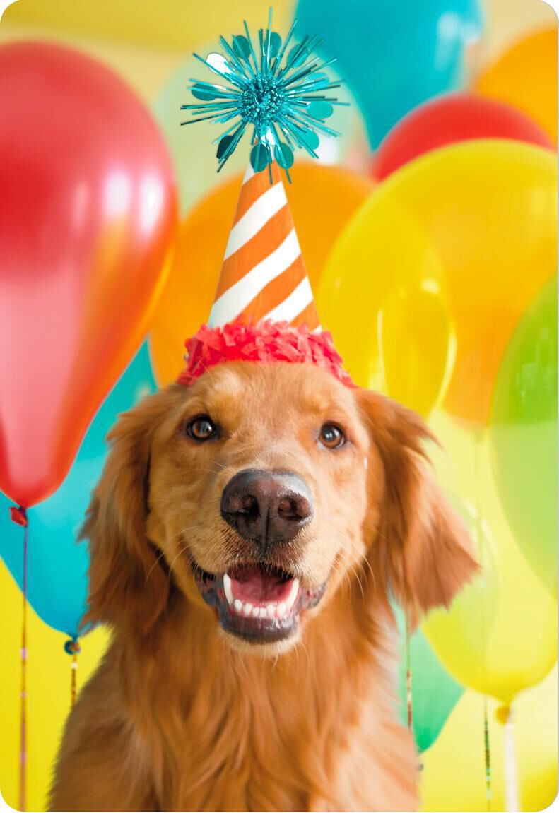 Smiling Party Dog Jumbo Birthday Card, 16.25" Greeting Cards Hallmark