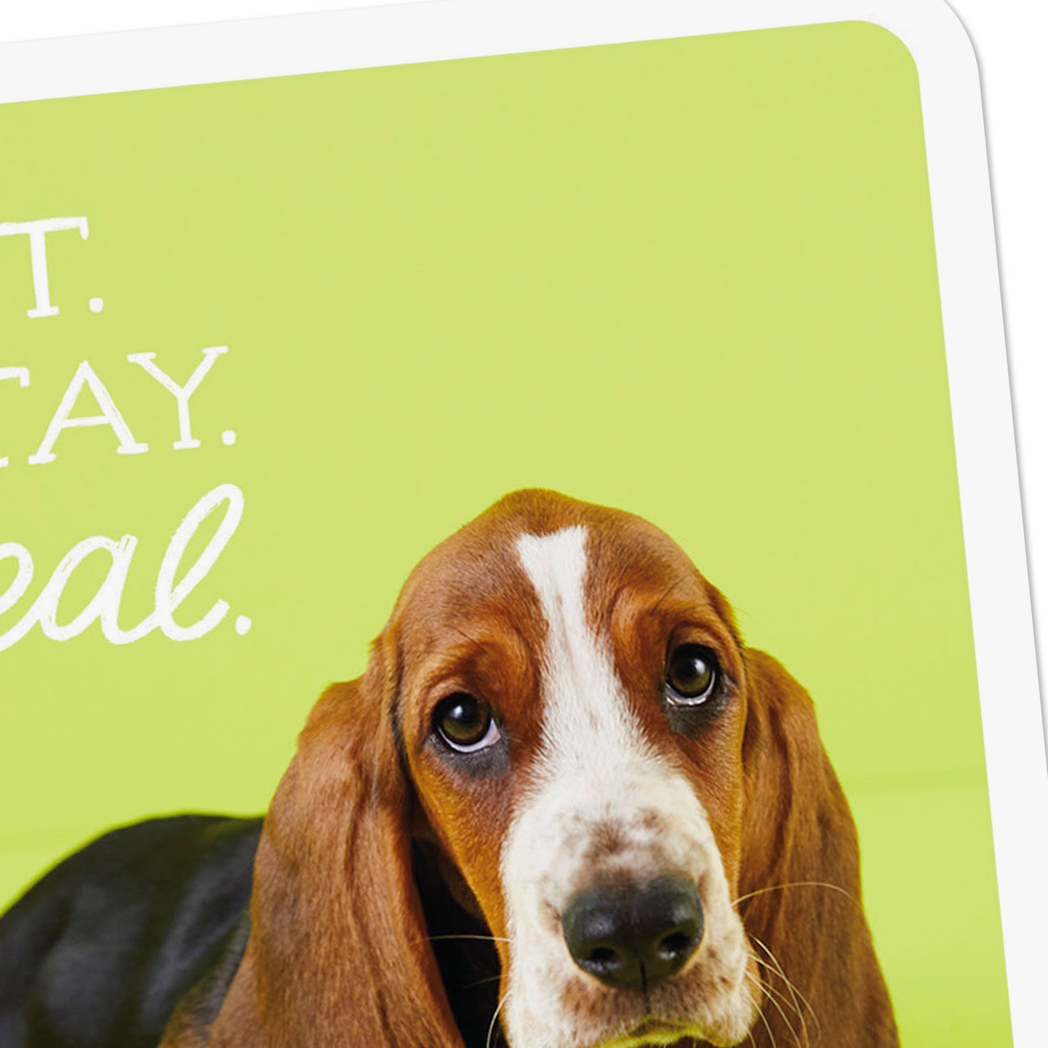 Basset Hound Puppy Dog Cute Get Well Card Card Front Detail image number 4