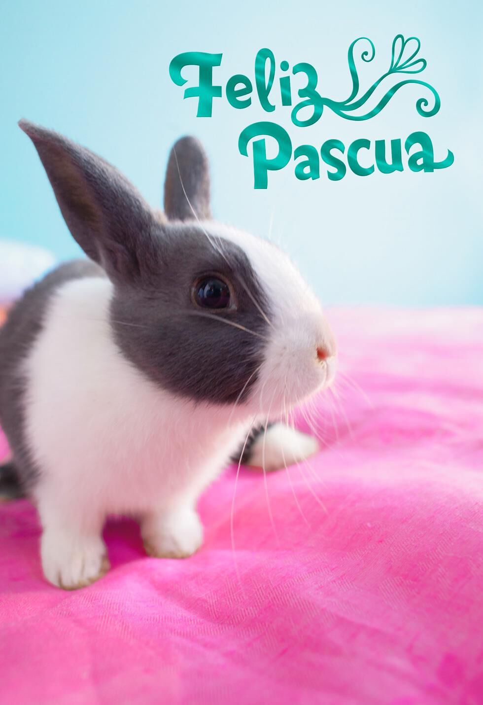 Feliz Pascua Gray Bunny Spanish Easter Card