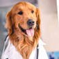 Doctor Dog's Orders Get Well Card, , large image number 4