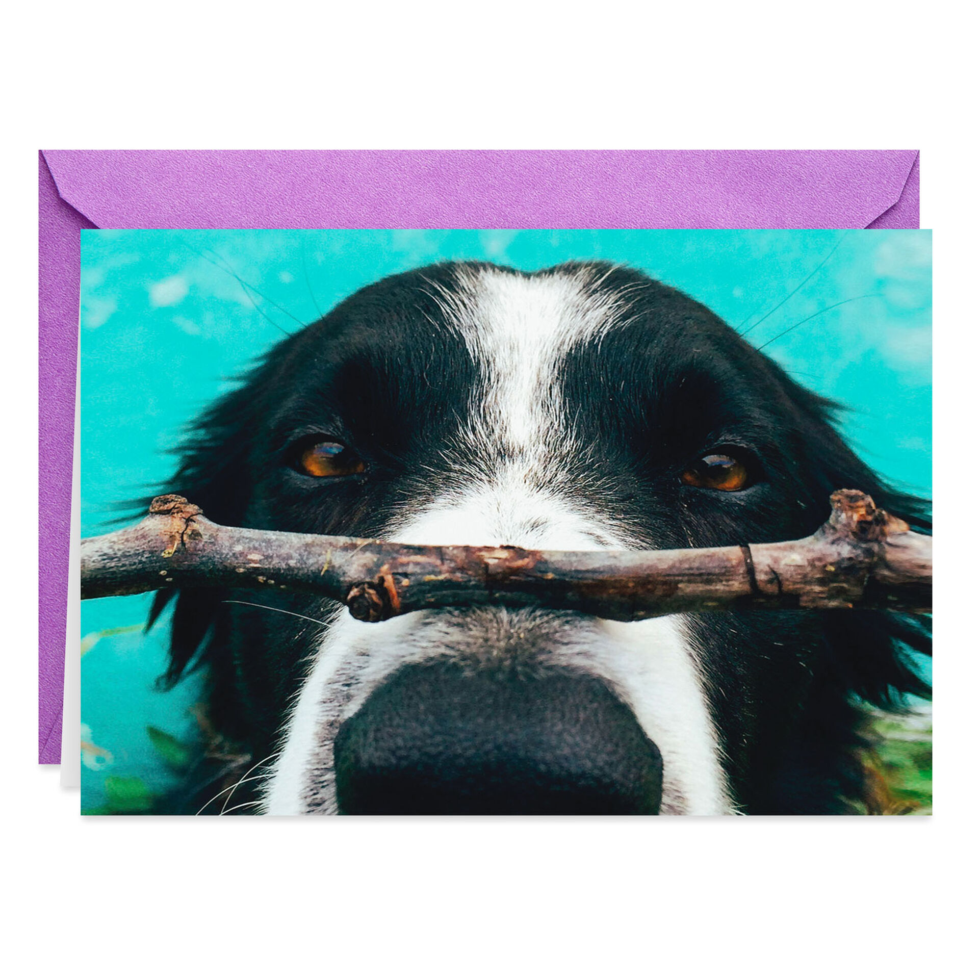 Hope Nobody Else Got You a Stick Funny Birthday Card - Greeting Cards