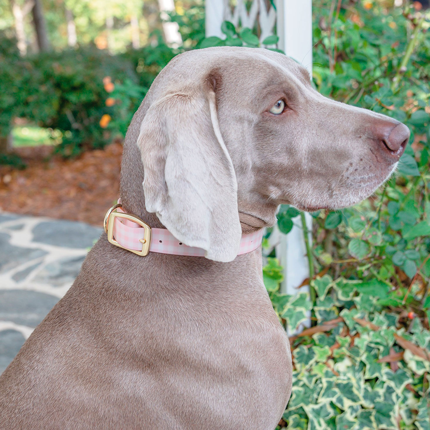Mary Square Pink Gingham Dog Collar Pets Hallmark