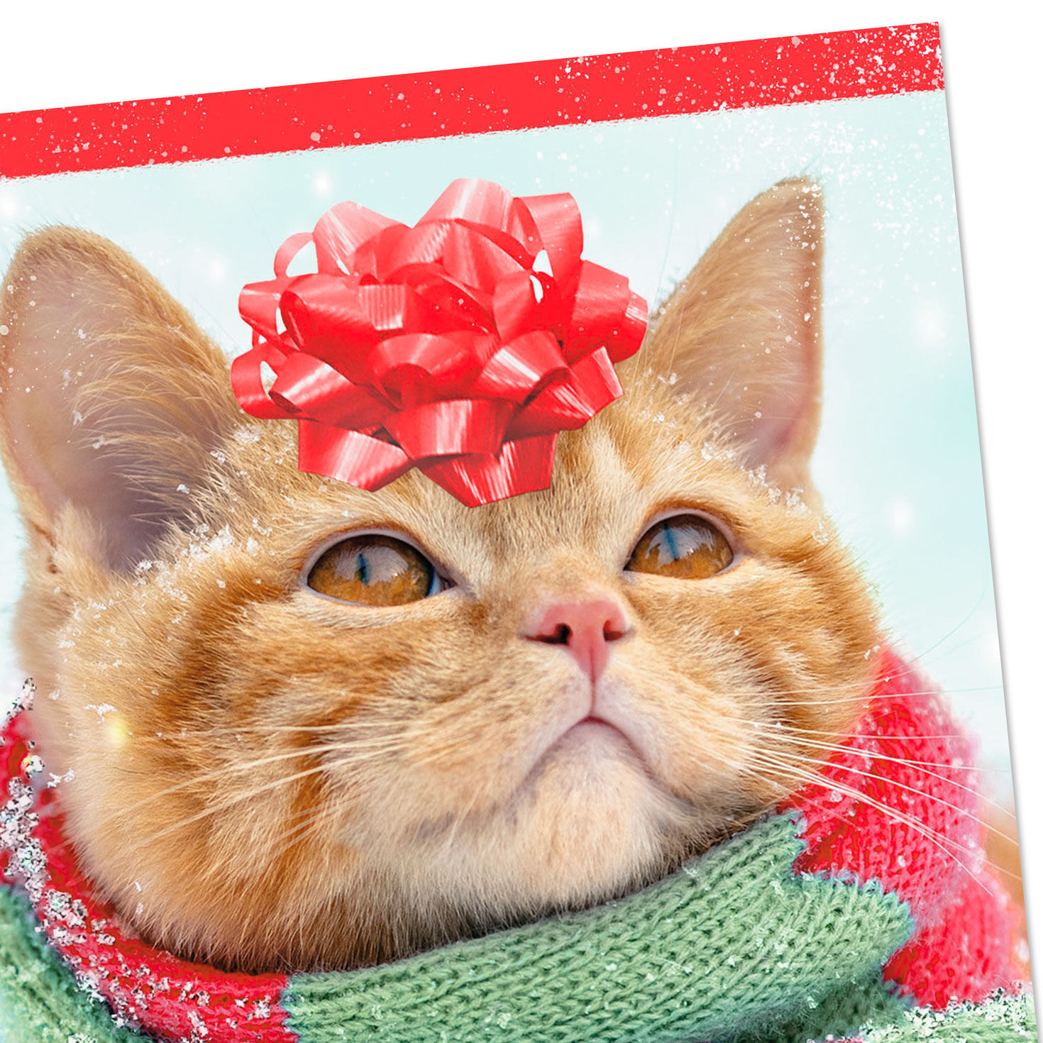 Cat in Scarf and Bow Christmas Money Holder Card Card Front Detail image number 5