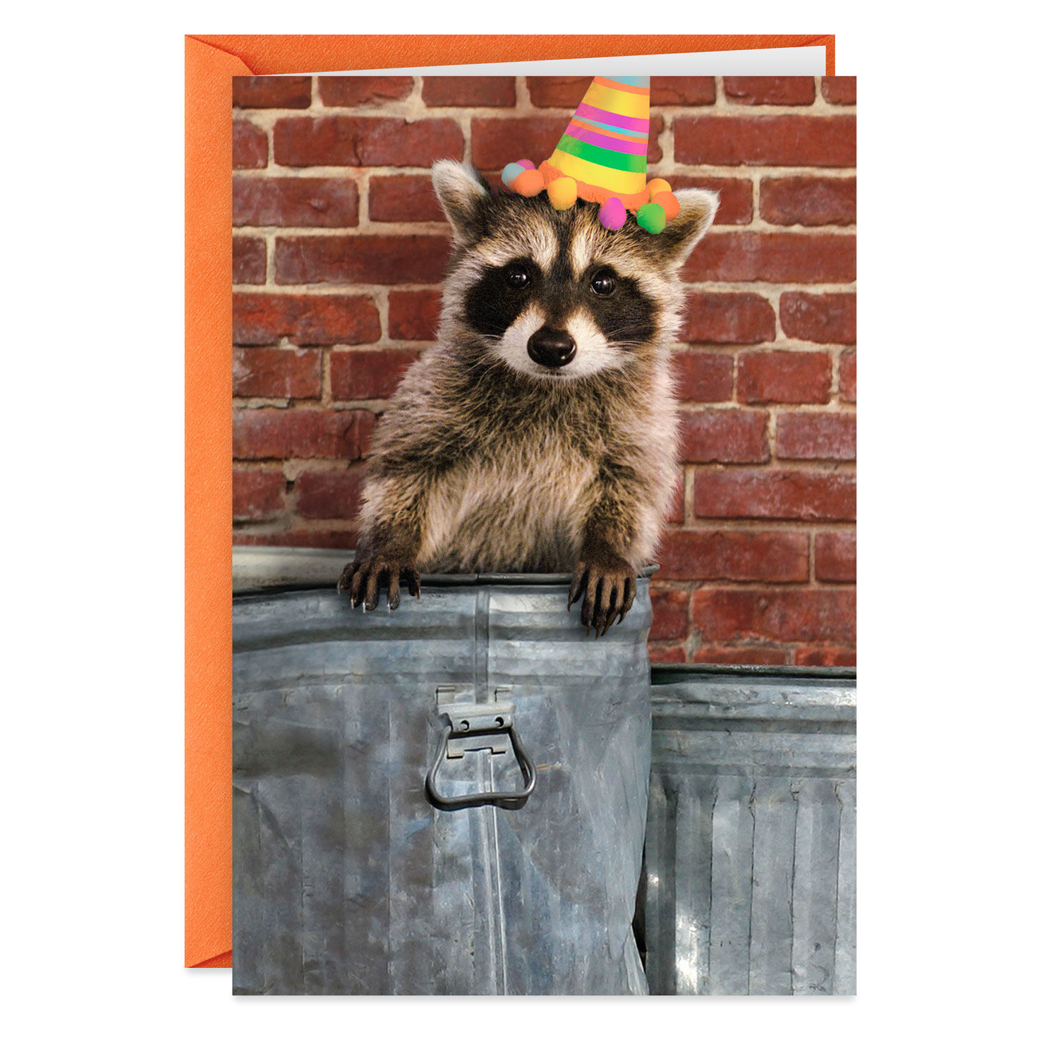 raccoon with birthday hat