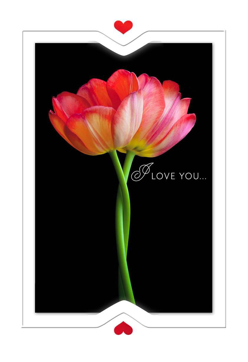 Two Tulips Our Day Anniversary Card