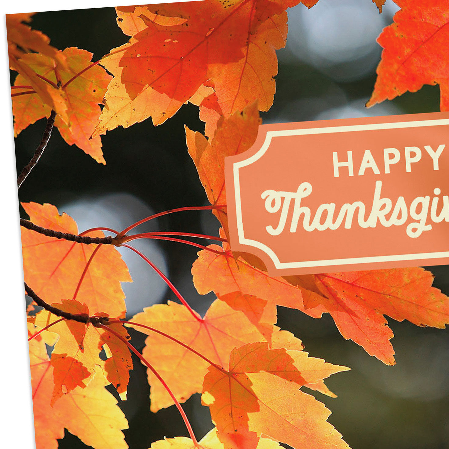 Fall Leaves on Branches Thanksgiving Cards Pack Cover Detail image number 4
