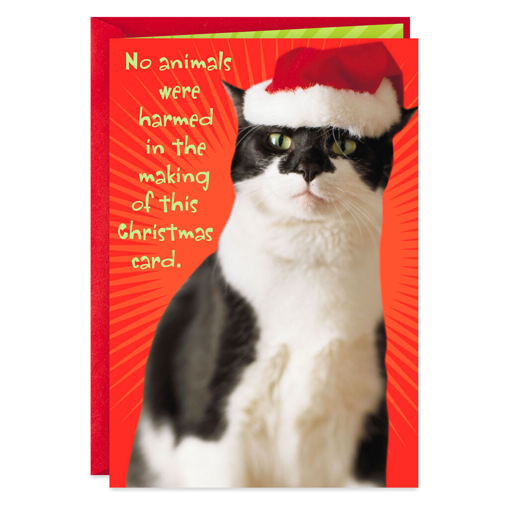 Unamused Cat In Santa Hat Christmas Card Greeting Cards Hallmark