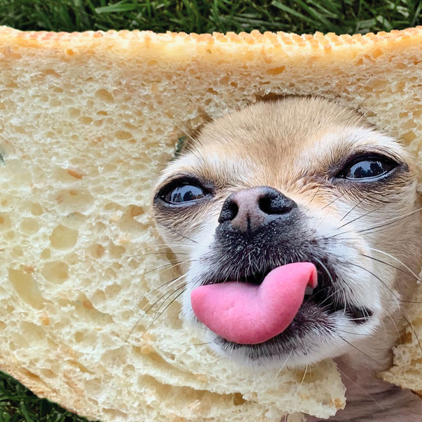 Dog Stuck in Bread Slice Funny Birthday Card Card Front Detail image number 4
