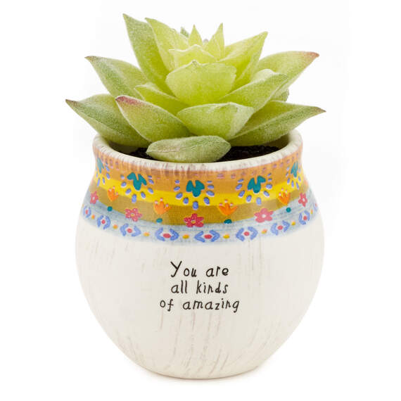 Natural Life Faux Succulent All Kinds of Amazing Mini Planter, 2"