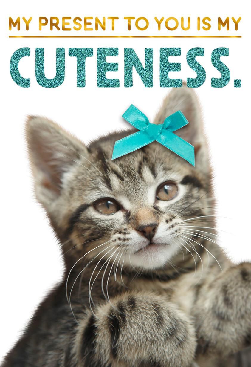 Cuteness Kitten Birthday Card