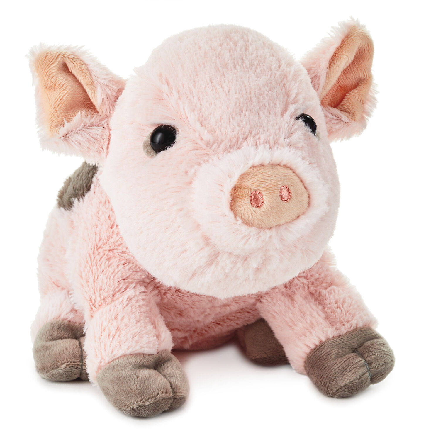 cute stuffed pigs