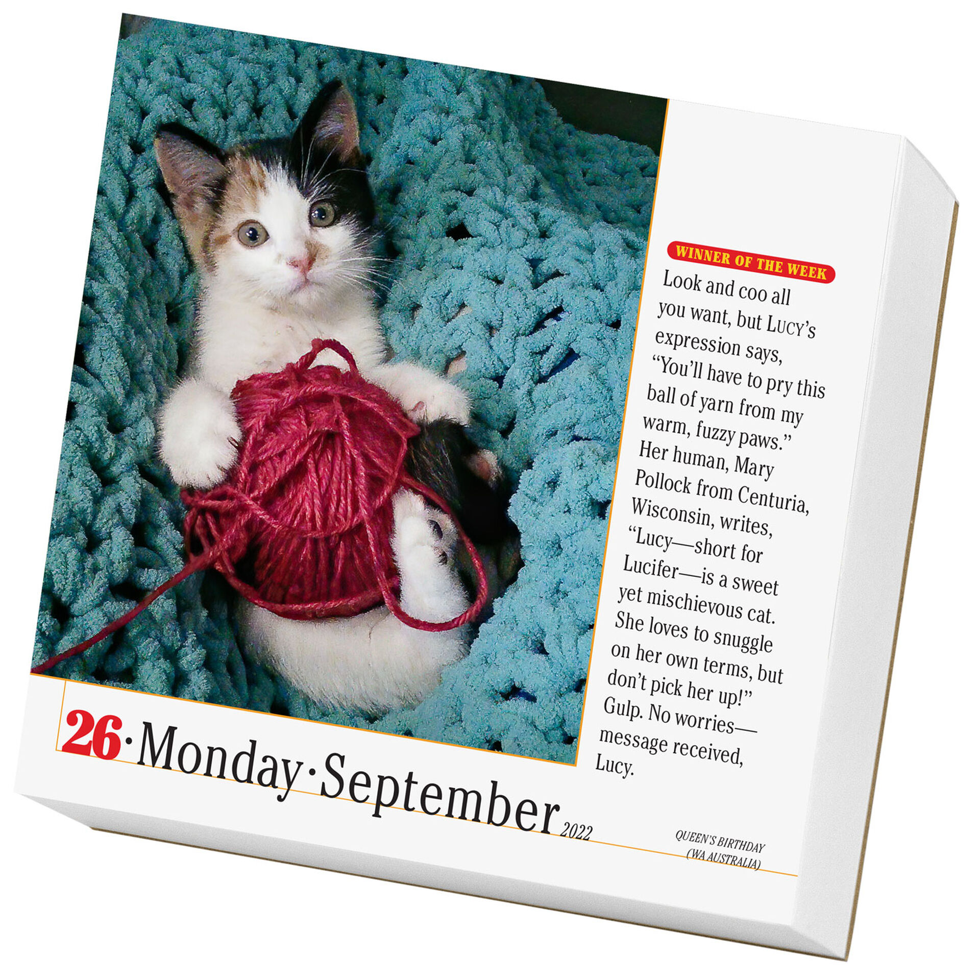 365-cats-page-a-day-calendar-2022-calendars-planners-hallmark
