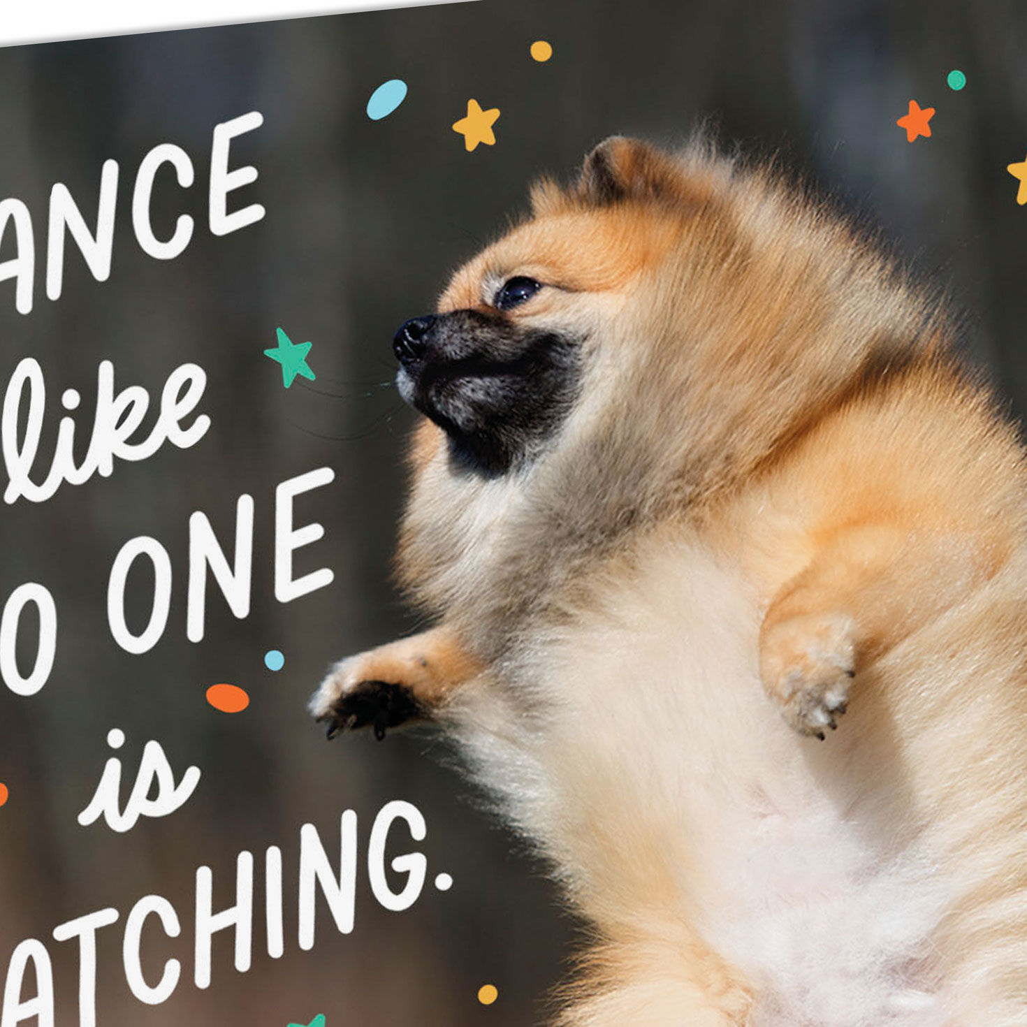 Dancing Dog Photo Funny Birthday Card Card front detail image number 4