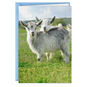 Two Goats in Field Funny Anniversary Card Card Front image number 1