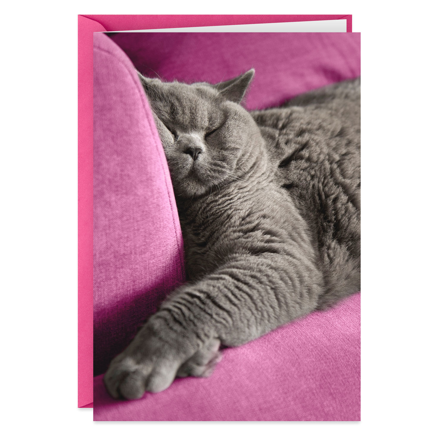 Drunk Cat Funny Birthday Card Greeting Cards Hallmark