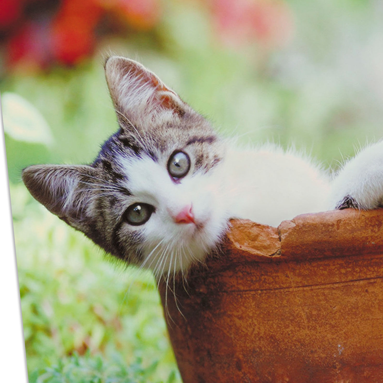 Kitten in Terra Cotta Pot Funny Bday Card Card front detail image number 4