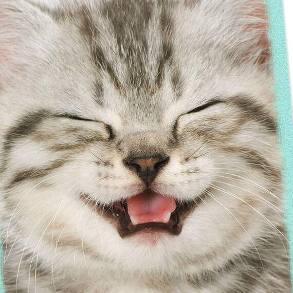 3.25" Mini Cute Kitten Blank Card, , large image number 4