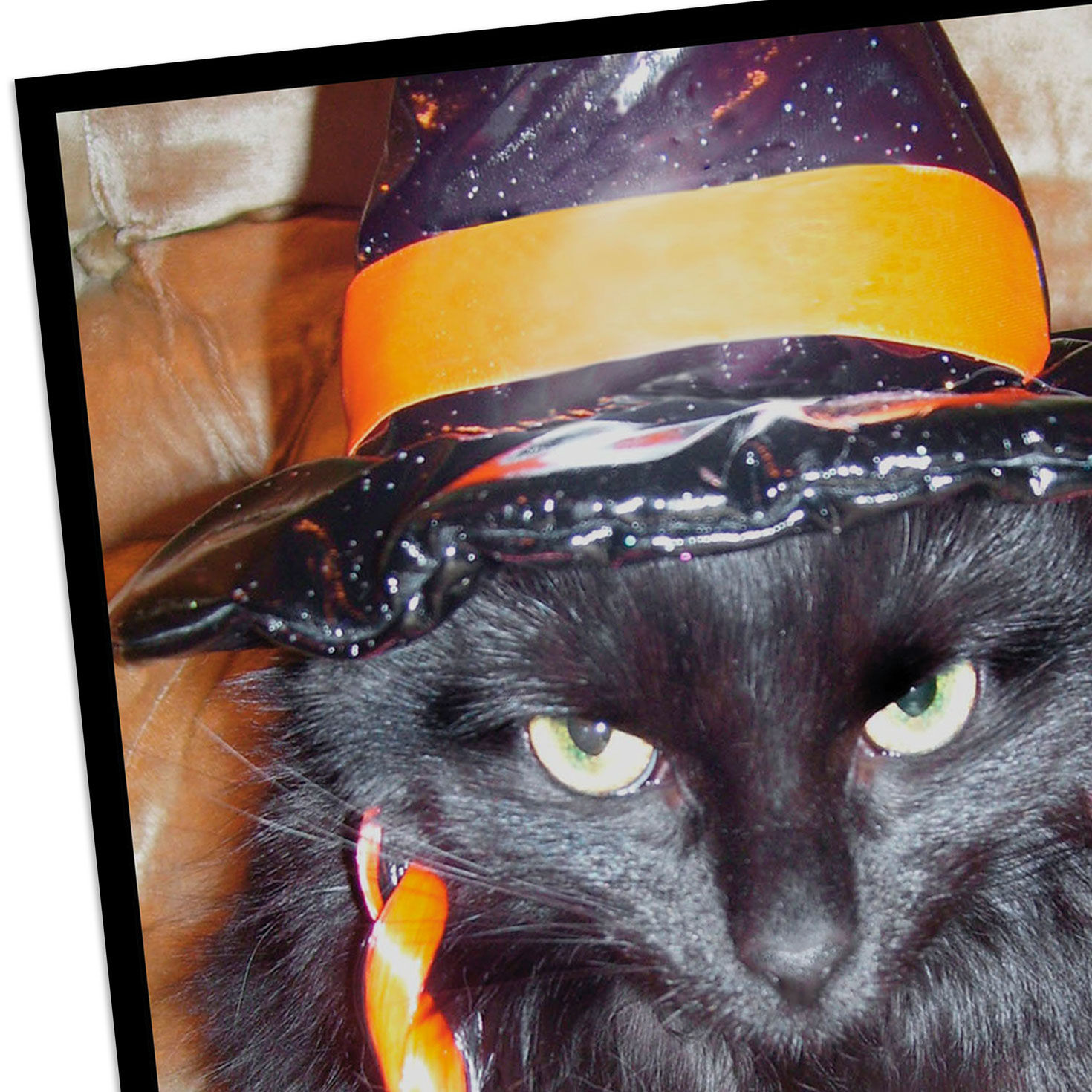 Angry Black Cat in Witch's Hat Funny Halloween Card Card Front Detail image number 4