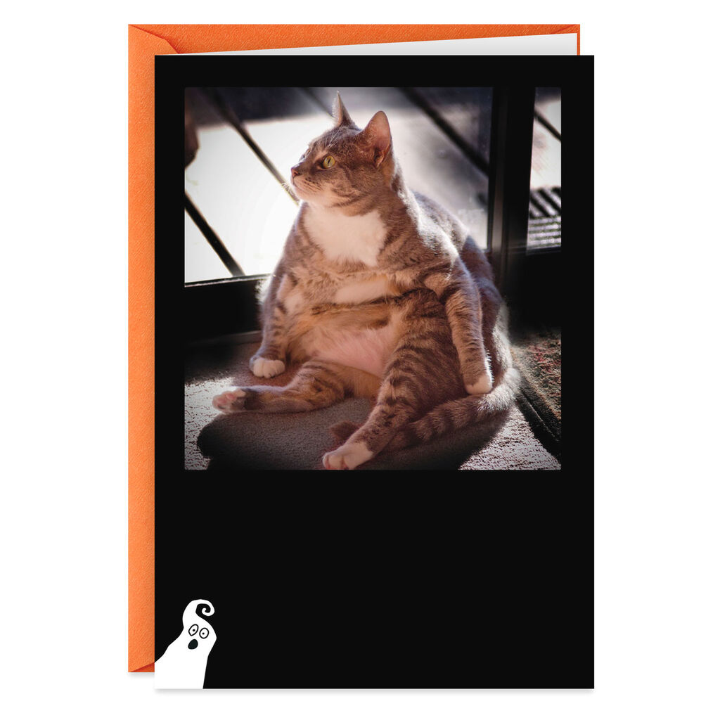 What Candy Fat Cat Funny Halloween Card Greeting Cards Hallmark