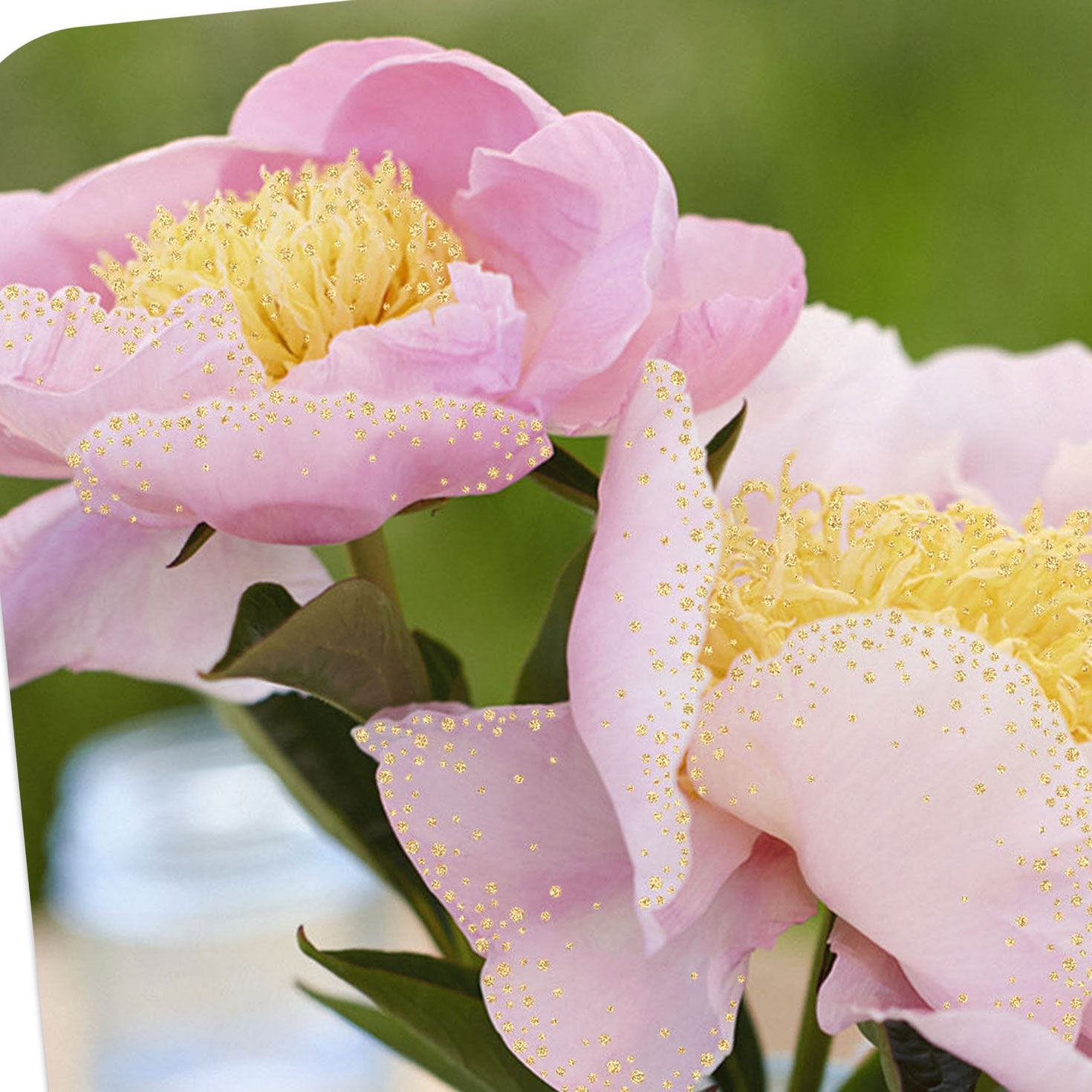 Pink Peonies in Blue Mason Jar Blank Card Card Front Detail image number 3