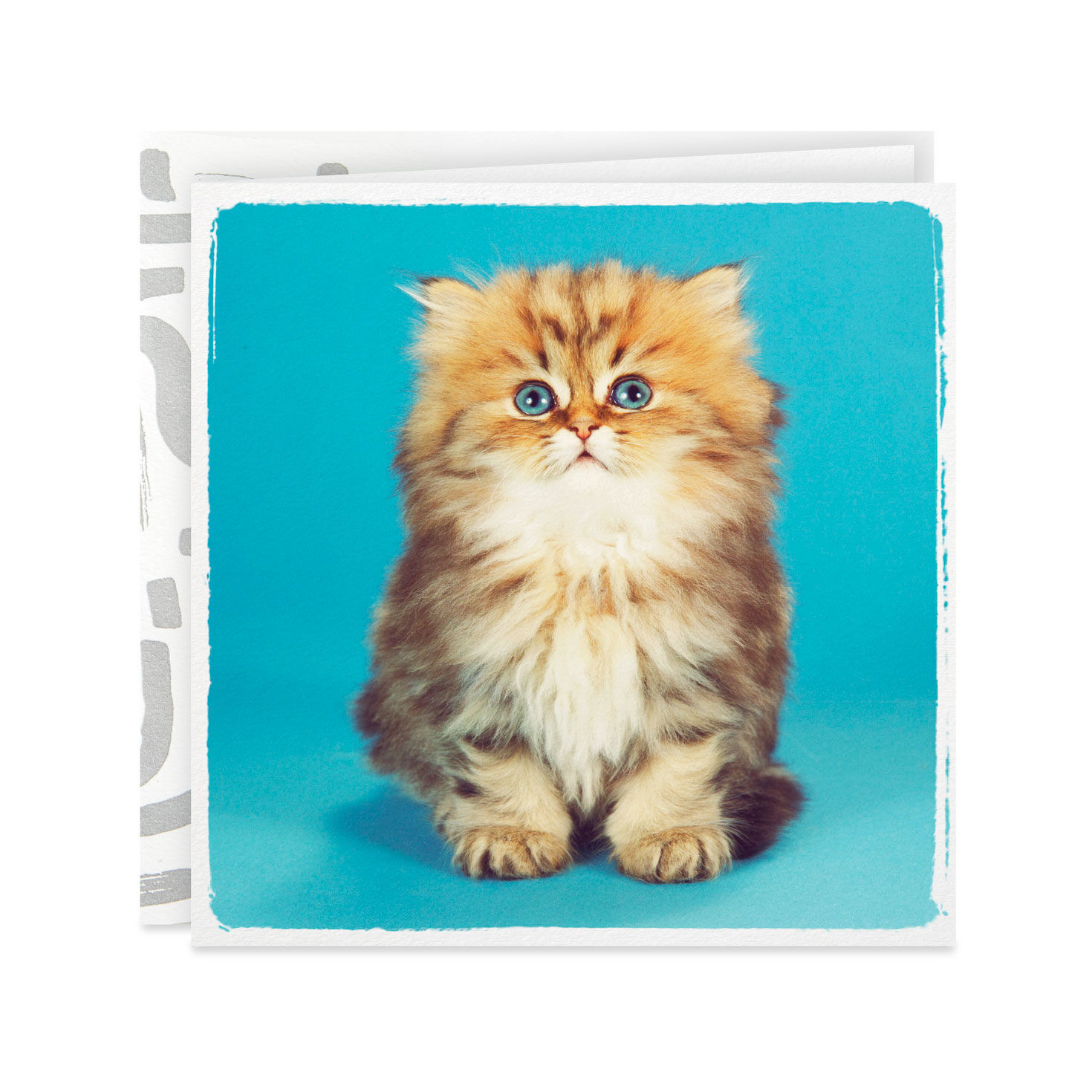 Cute Kitten Photo Birthday Card - Greeting Cards | Hallmark