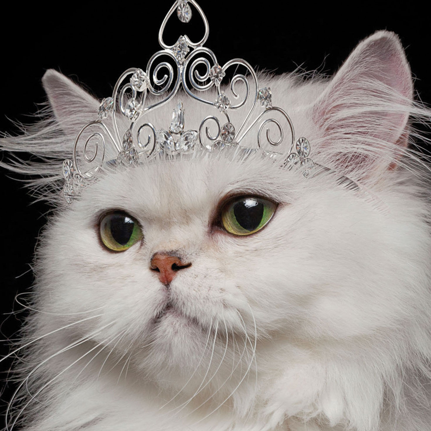 You're the Damn Queen Funny Birthday Card Card Front Detail image number 4