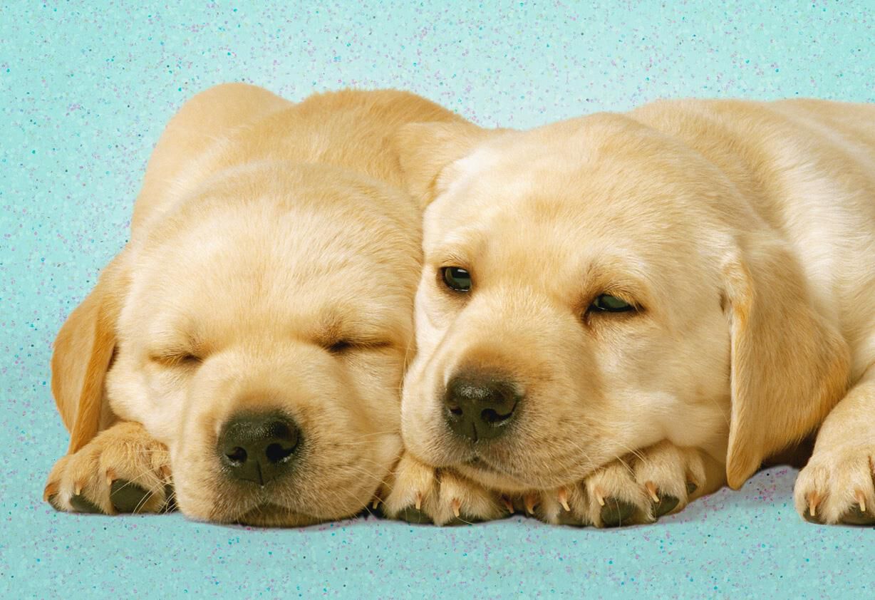 Happy Puppies Love Card
