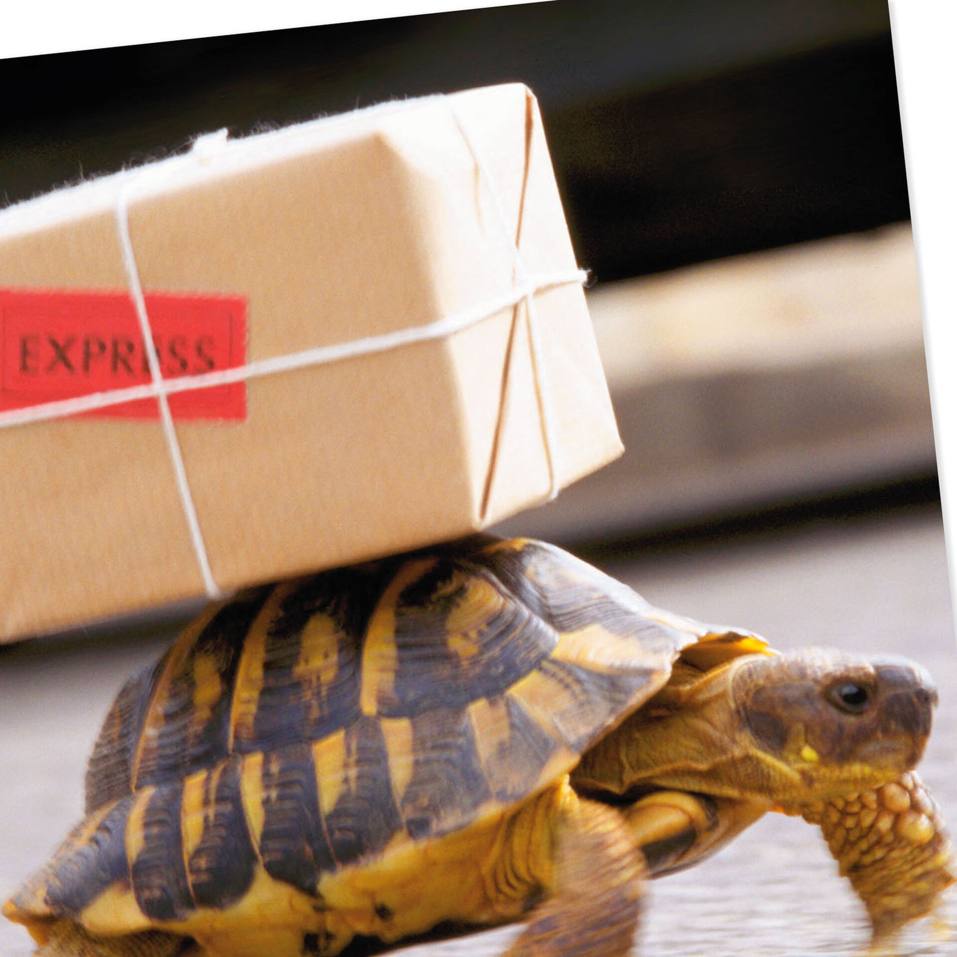 Turtle Carrying a Package Funny Belated Birthday Card - Greeting Cards