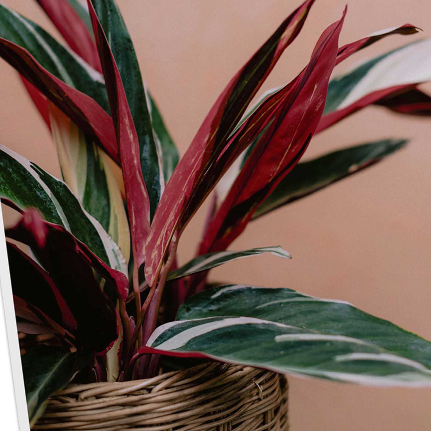 Plants DaySpring Encouragement Cards Assortment Cover Detail image number 5