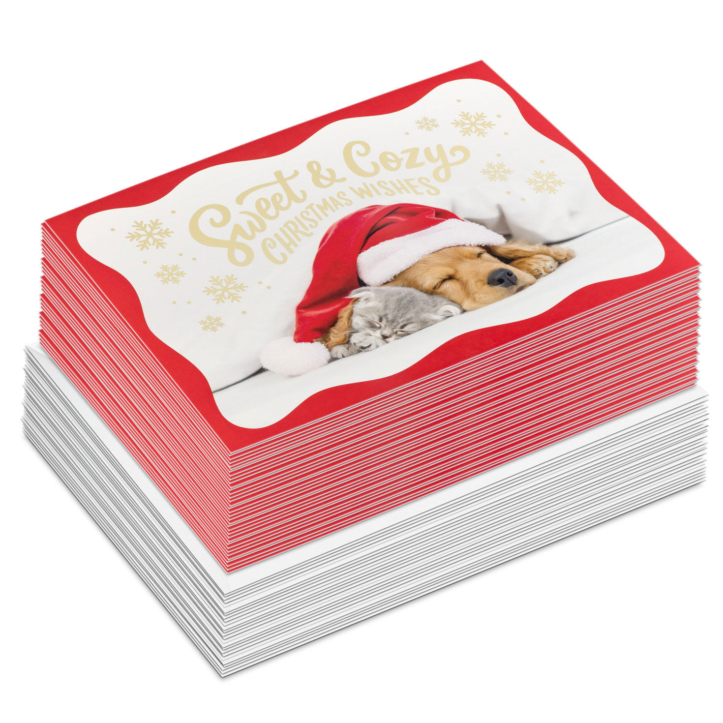 Cozy Puppy and Kitten Christmas Cards, Box of 40