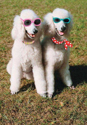 Two Fabulous Bitches Funny Birthday Card