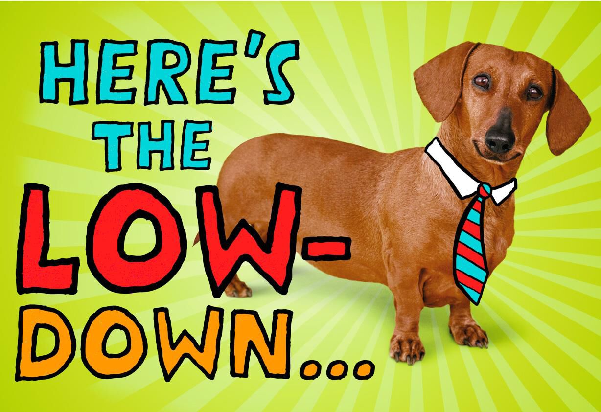 weiner dog squishmallow