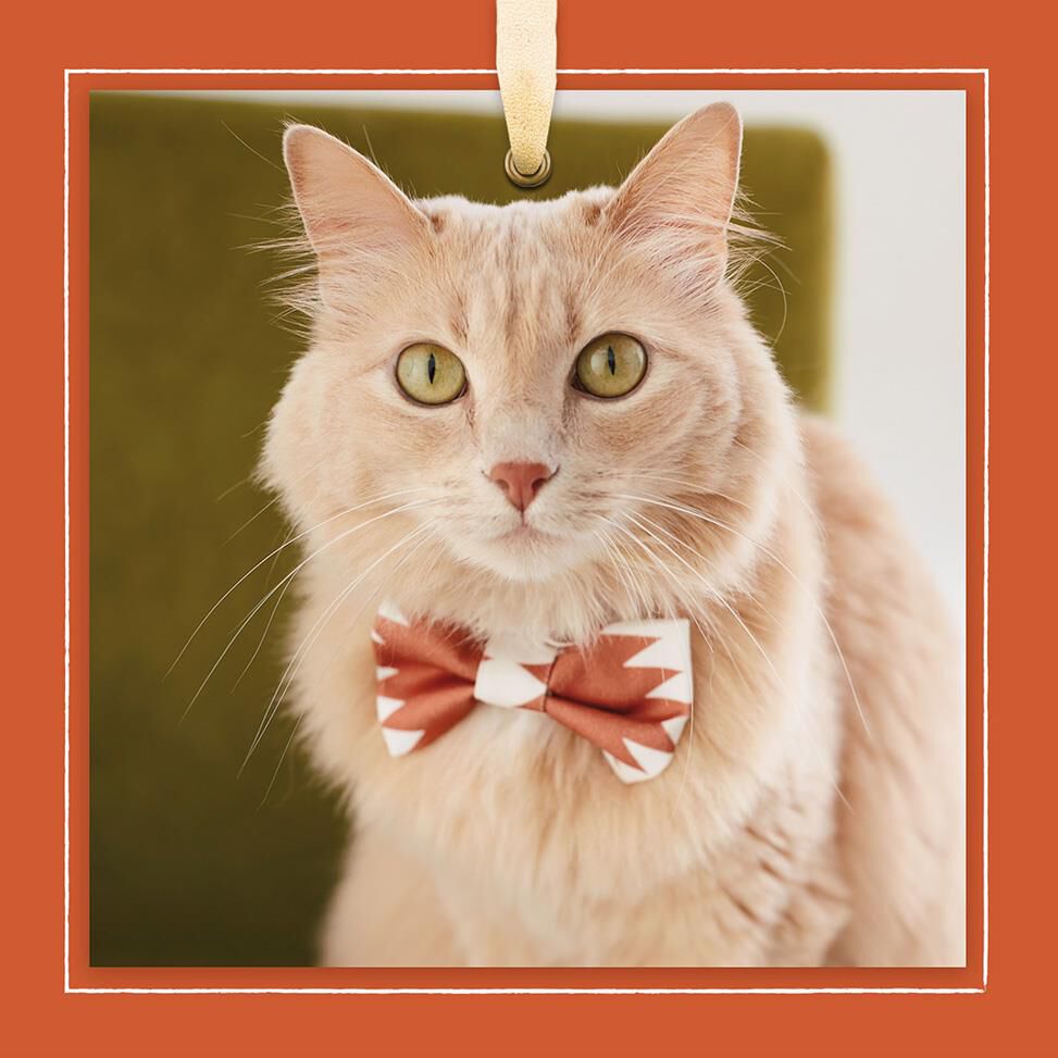 Cat With Bow Tie Blank Card