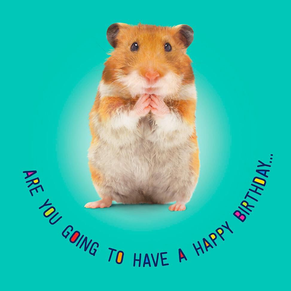 Hamster Dance Musical Birthday Card