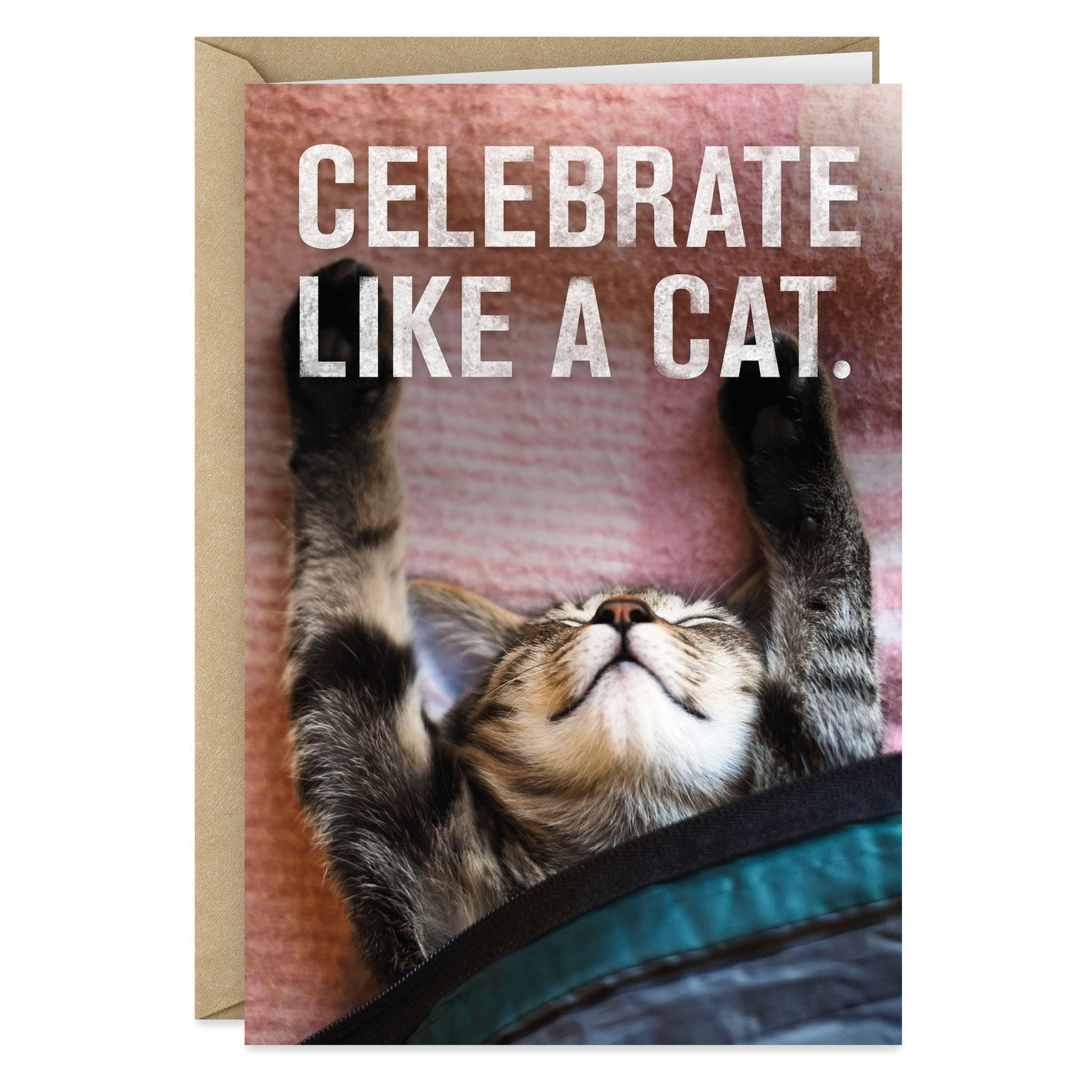 Celebrate Like A Cat Birthday Card Greeting Cards Hallmark
