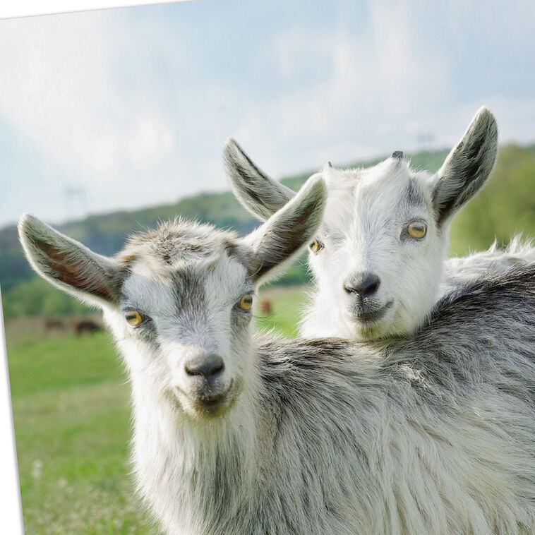 Two Goats in Field Funny Anniversary Card Card Front Detail image number 4