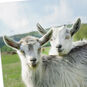 Two Goats in Field Funny Anniversary Card Card Front Detail image number 4