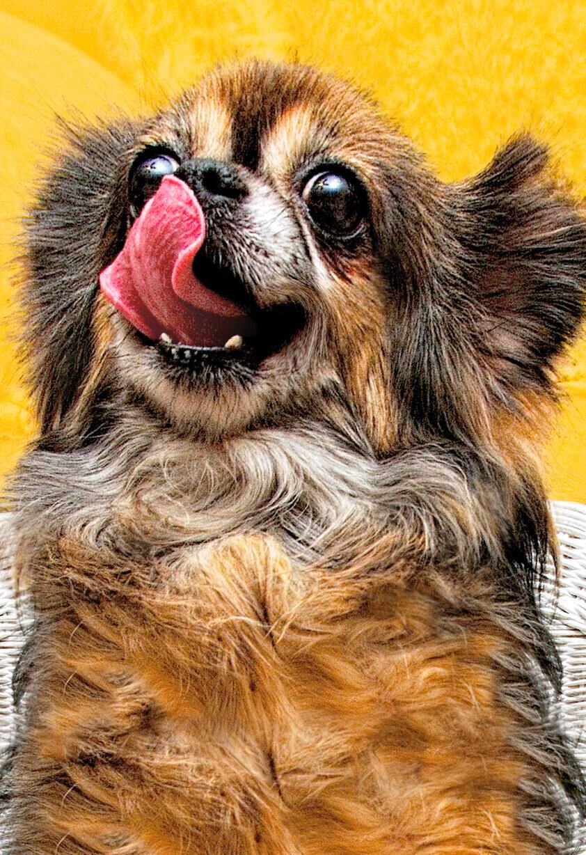 Licking Puppy Funny Birthday Card