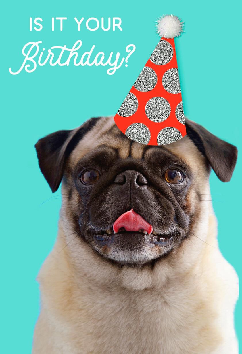 Dog in a Party Hat Birthday Card