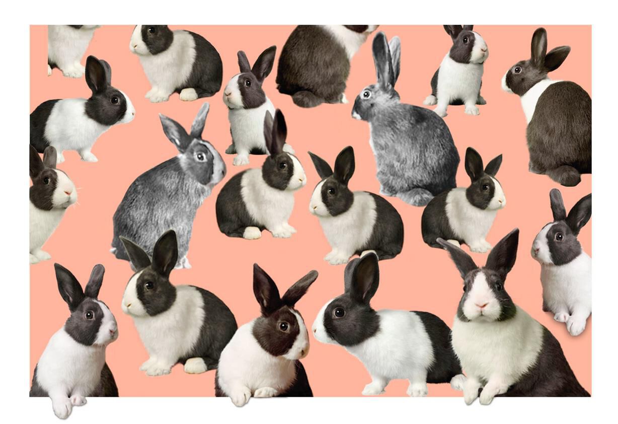 Multiplying Bunnies Funny Easter Card