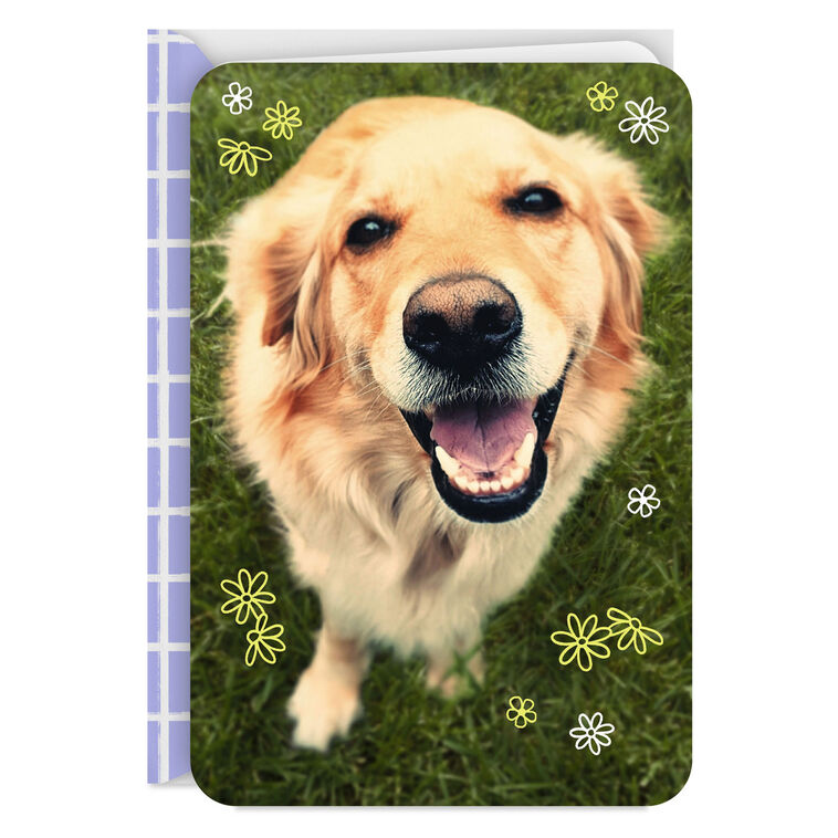 Smiling Dog Blank Card