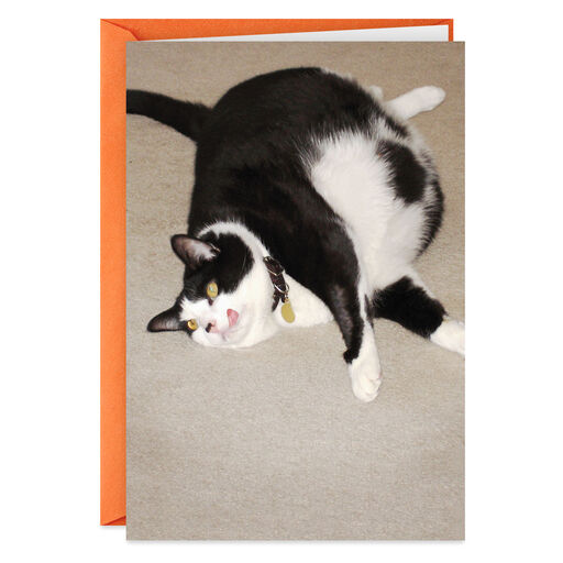 Celebrate Like A Cat Birthday Card Greeting Cards Hallmark