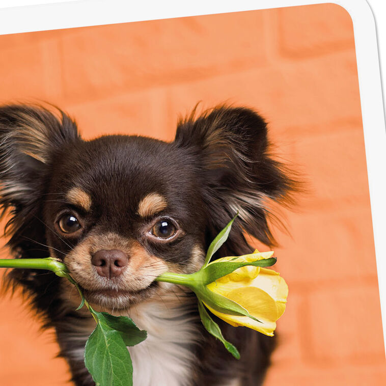 Chihuahua Dog With Flower Blank Card Card Front Detail image number 3