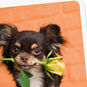 Chihuahua Dog With Flower Blank Card Card Front Detail image number 3