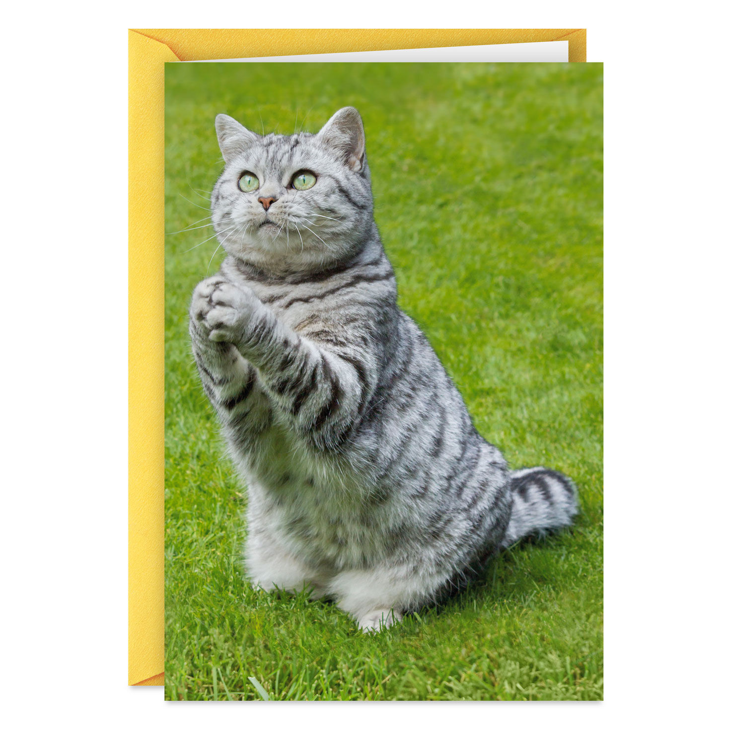 Gray Tabby Cat Praying Funny Get Well Card Card Front image number 1
