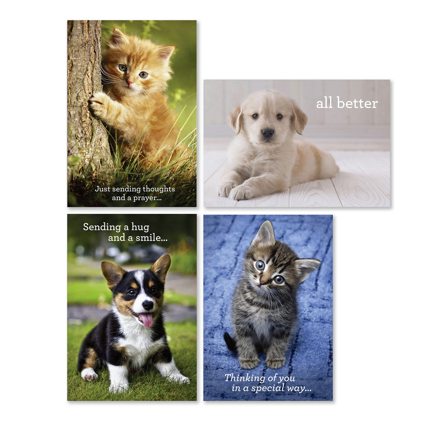 Whiskers and Paws Assorted Religious Get Well Cards, Box of 12
