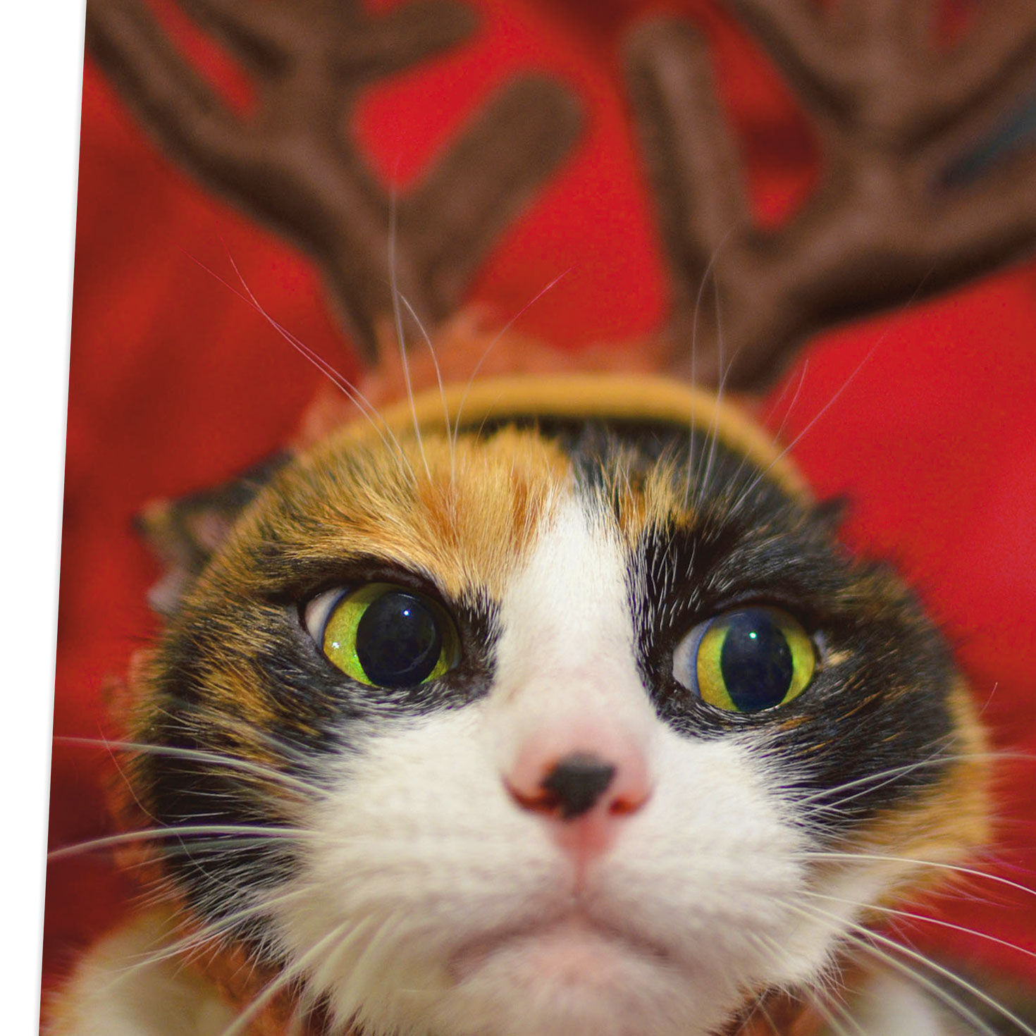 Cat With Antlers Be Merry Dammit Funny Christmas Card Greeting Cards Hallmark