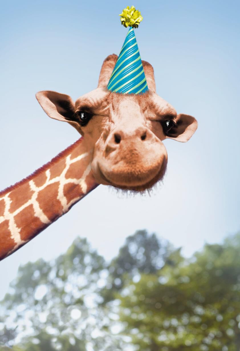 Betting Giraffe Funny Birthday Card
